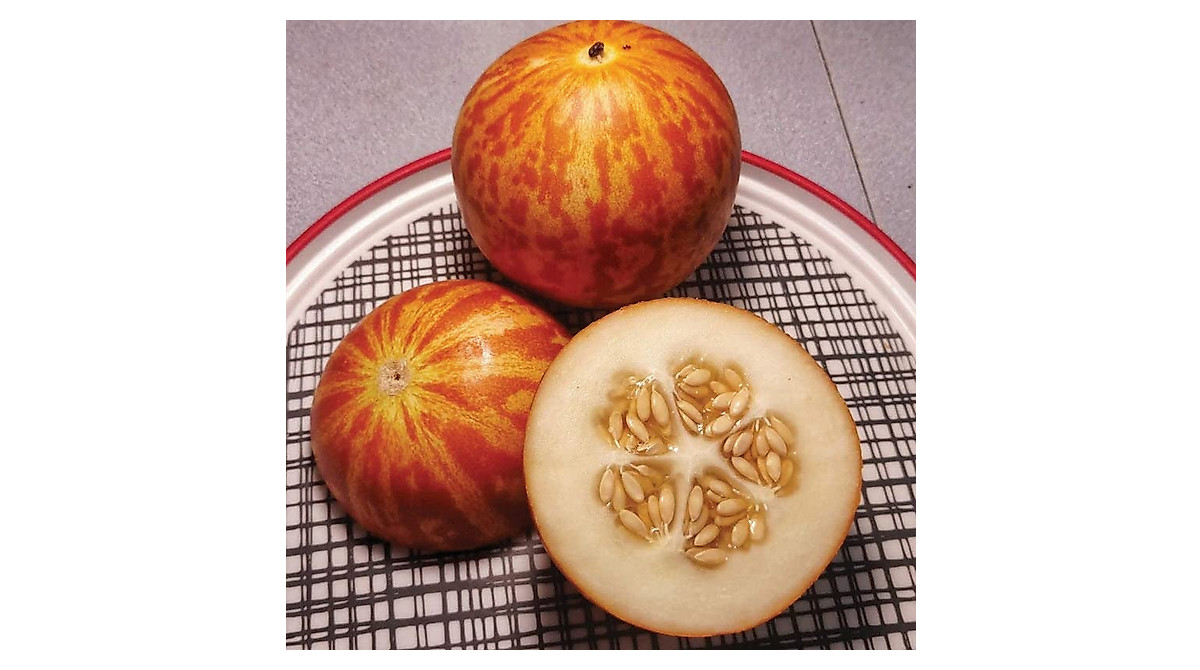Tigger Melon Seeds for Ornamental Pot Garden Planting - 50 Count