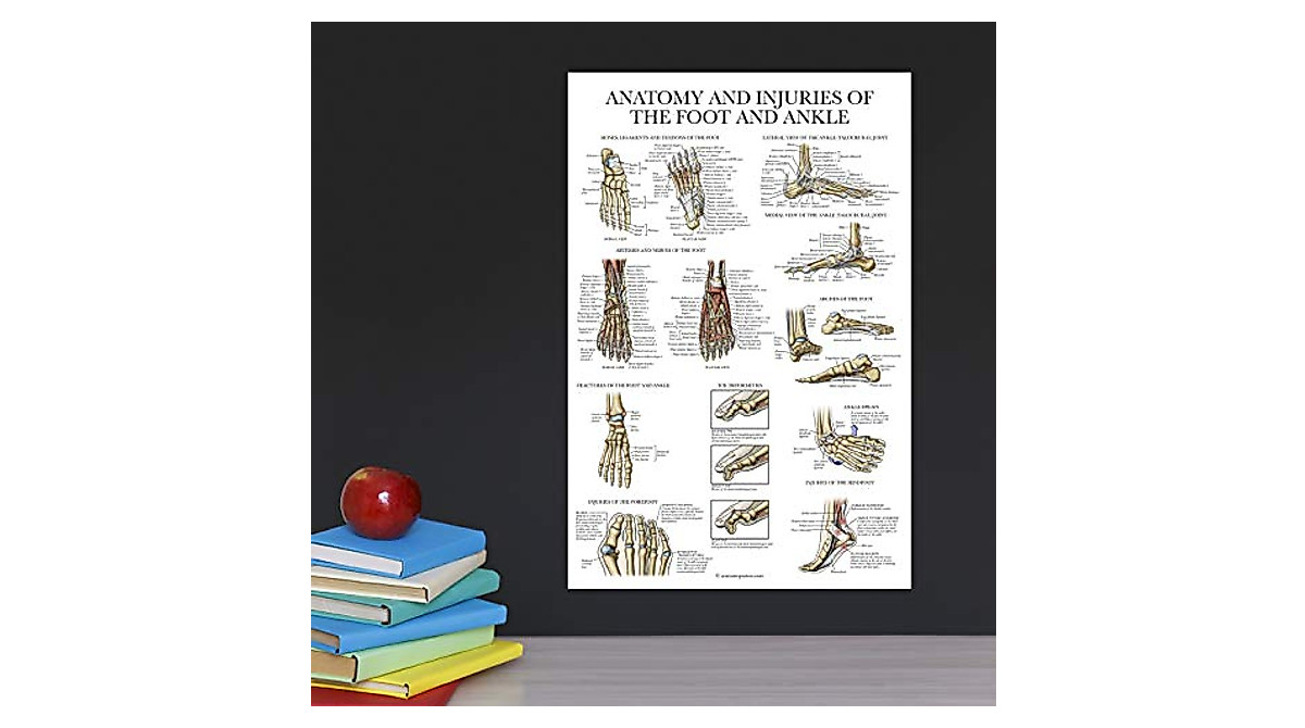 Foot & Ankle Anatomy Poster - Durable Laminated Chart for Education