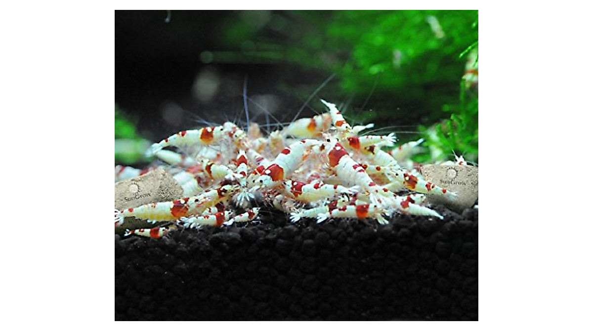 SunGrow Shrimp Rocks for Vibrant Aquatic Life
