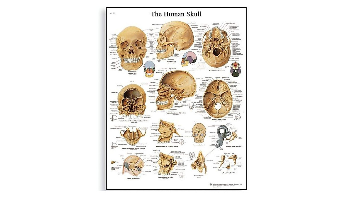 Human Skull Anatomical Chart Poster | 3B Scientific Glossy Print