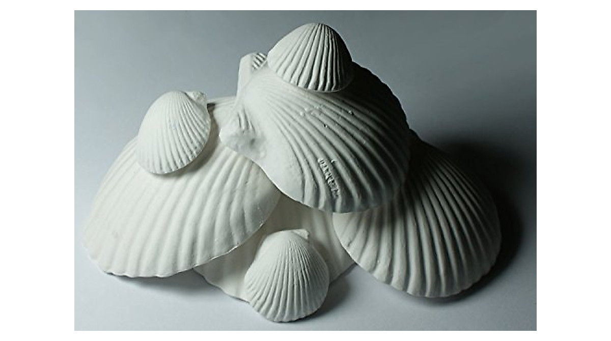 Weco Wonder Shell Natural Minerals 3-Pack Small Shells for Mineral ...