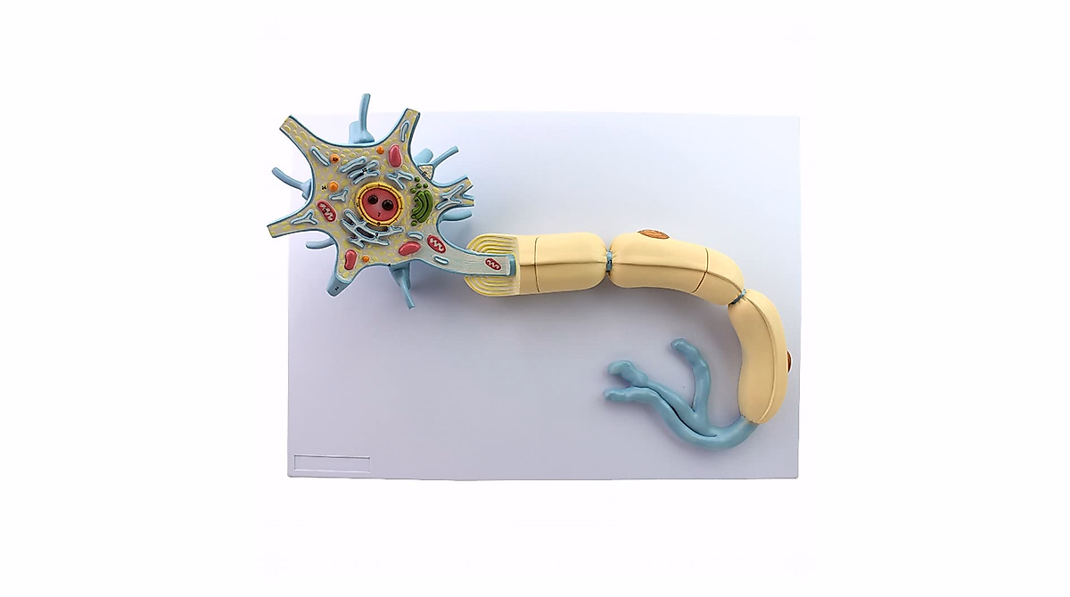 Neural Anatomy Model - Enlarged Neuron Cell Body & Nerve Fibers for ...