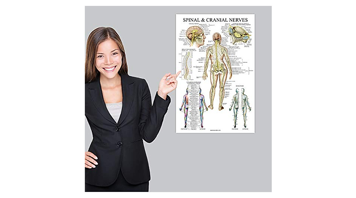 Anatomy Posters Set - Spinal & Cranial Nerves + Spine Charts