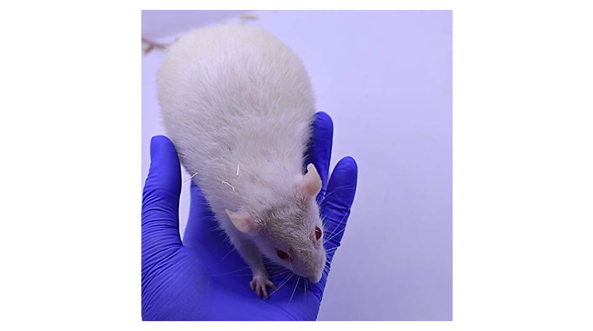 Premium Frozen Rat Combo for Reptiles - Large & Jumbo Feeders