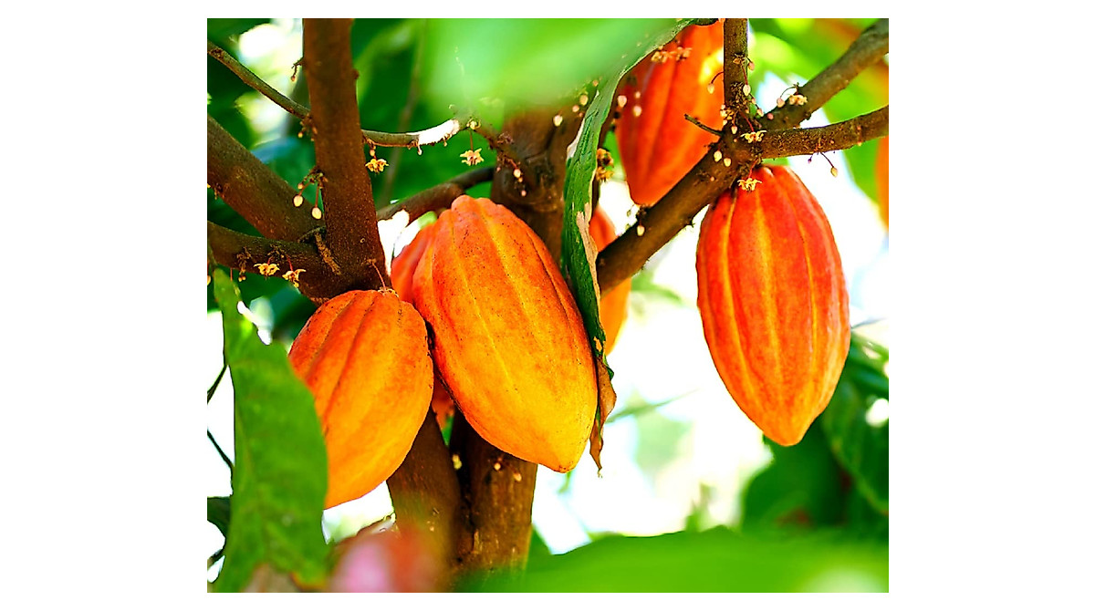 Fresh Cacao Seeds for Planting | Grow Chocolate & Bonsai