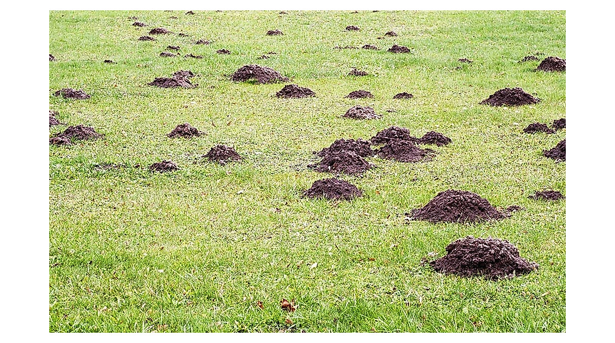 Gophinator Gopher Trap 12-Pack Gophinator Stainless Steel Gopher Traps ...