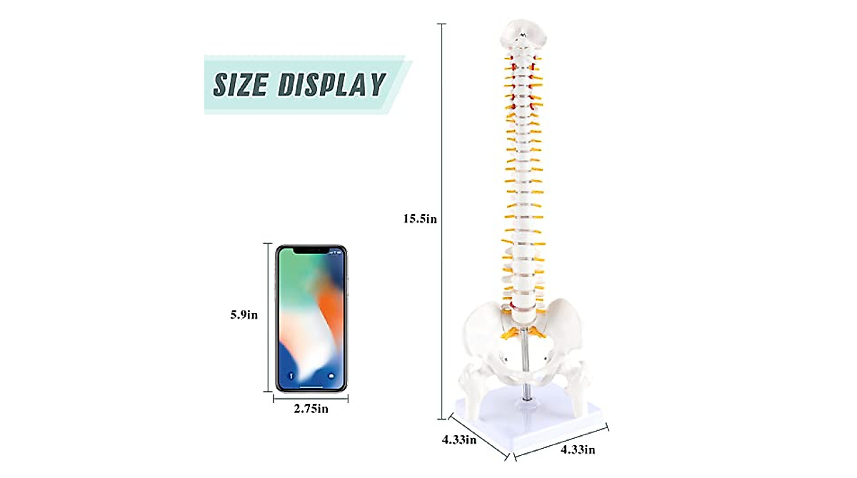 RONTEN Mini Spine Model - Ideal for Education & Display