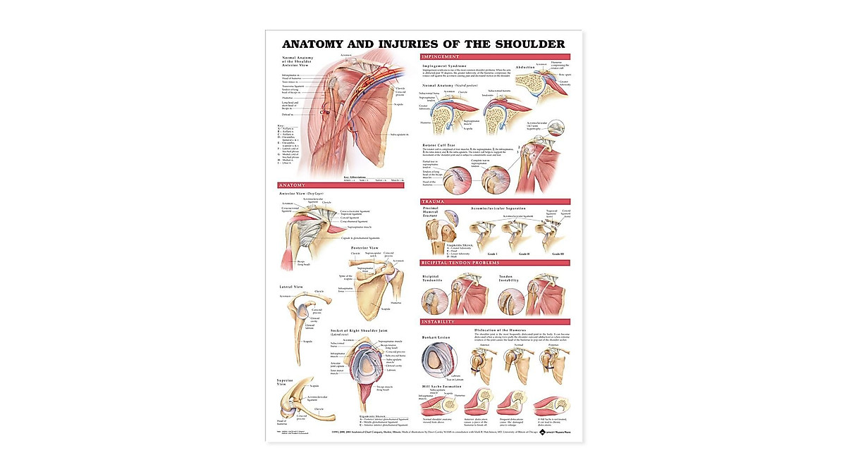 Anatomy & Injuries of Shoulder Chart | Medical Education Resource