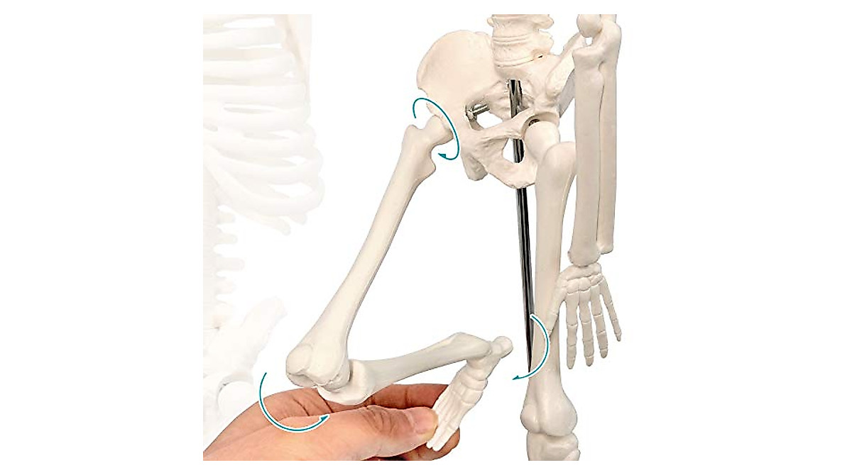 2023 Human Skeleton Model for Anatomy - Movable & Detailed 17.7 Inch Design