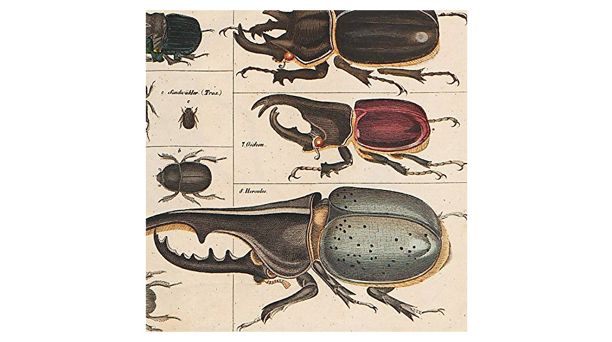 Vintage Insects Collection Poster - Educational & Wall Decor