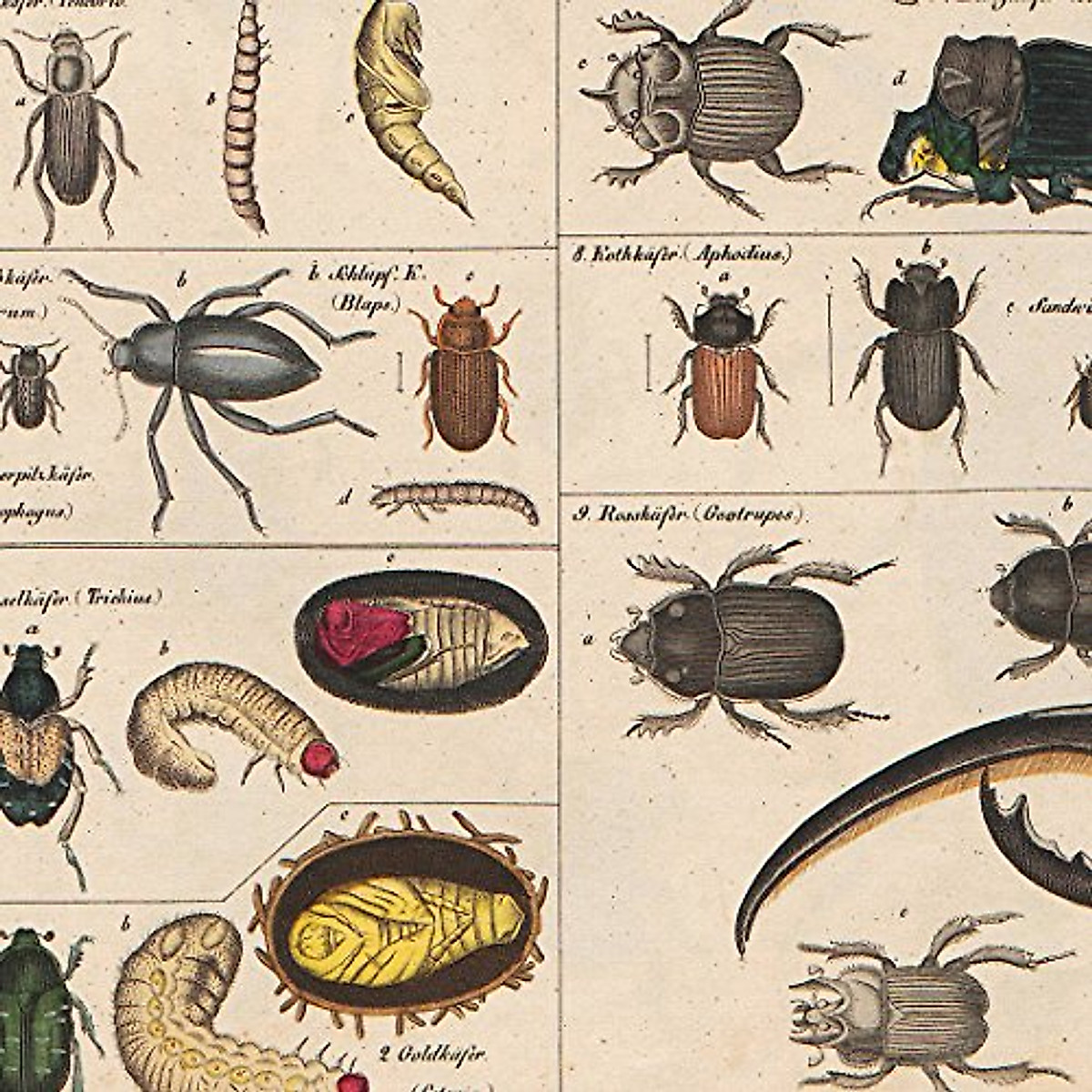 Vintage Insects Collection Poster - Educational & Wall Decor