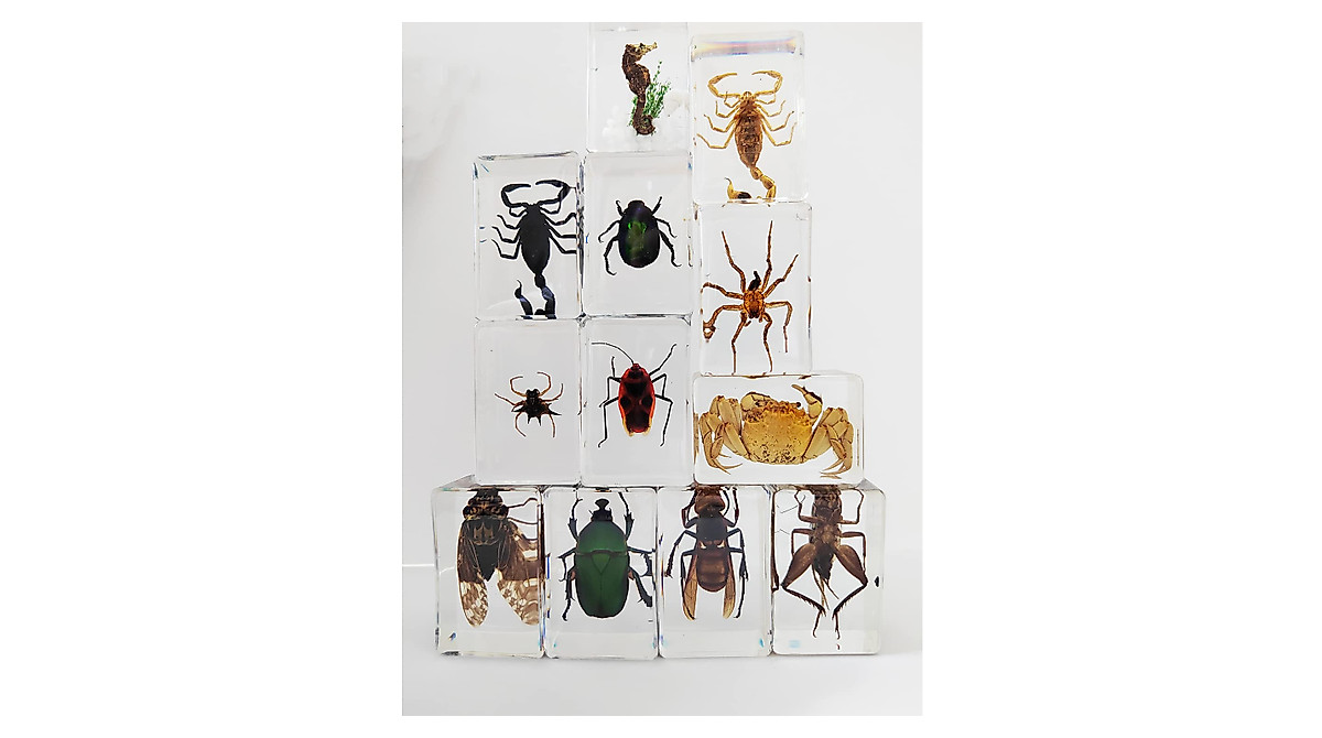 CXUEMH 12-Piece Real Insect Collection - Clear Resin Bug Decor