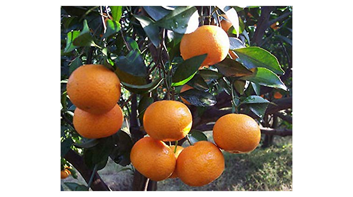 Buy 20+ Mandarin Orange Tree Seeds - Dwarf Citrus Plants