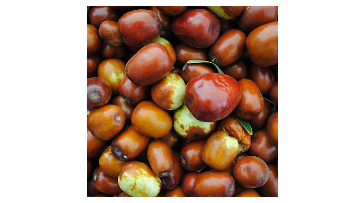 Buy Yunaksea Lang Jujube Tree - 3-4 Ft Tall Fruit Tree for Gardens