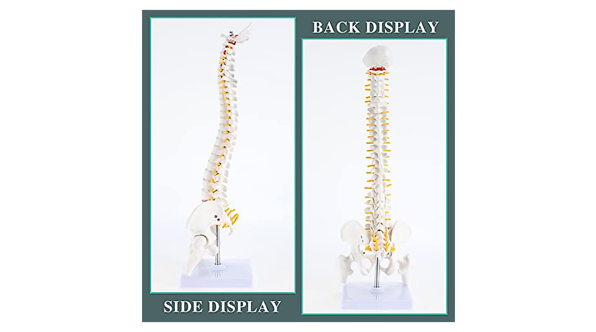 RONTEN Mini Spine Model - Ideal for Education & Display