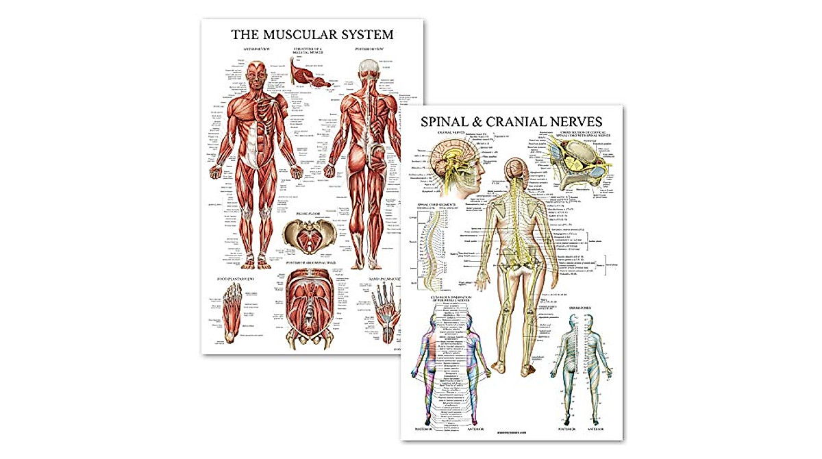 Palace Learning Anatomical Poster Set - Muscular & Spinal Nerves