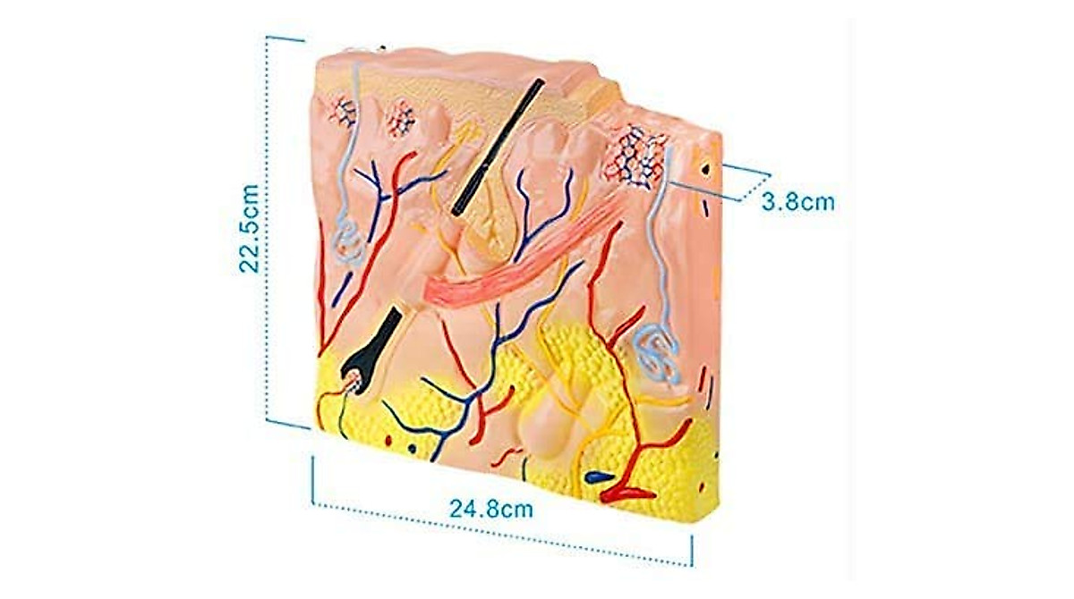 Human Skin Structure Model for Medical Students