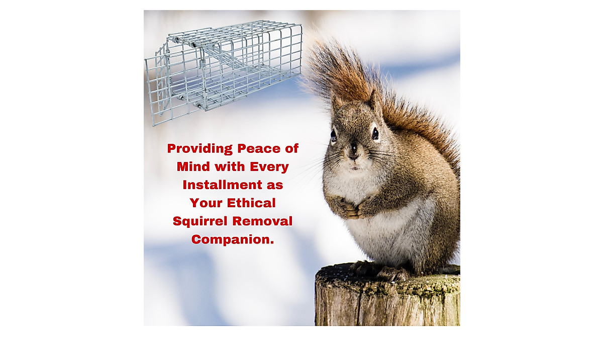 One Way Door Squirrel Trap - Humane Living Solution
