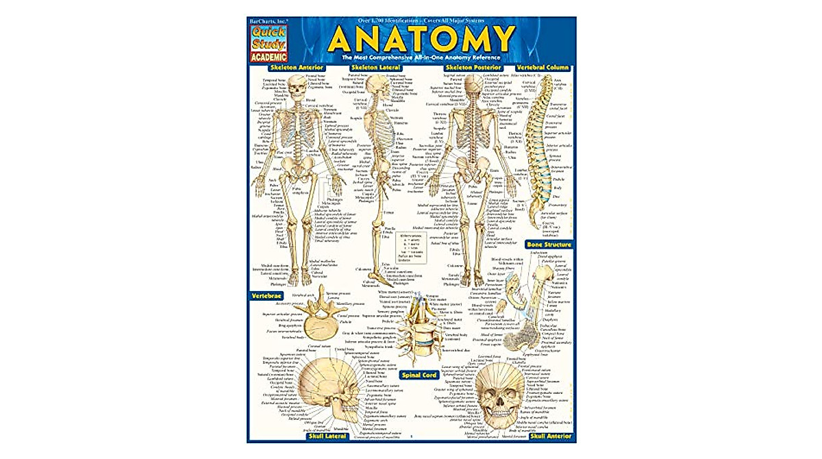 Anatomy Reference Guide - QuickStudy Human Body Illustrations