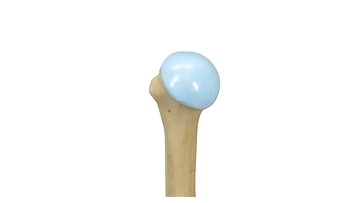 GPI Anatomicals Shoulder Joint Model | Patient Education Tool