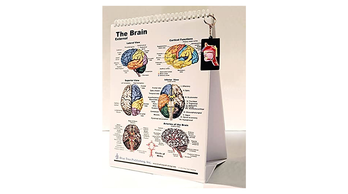 Complete SLP Charts Series with QR Codes & Mini Model