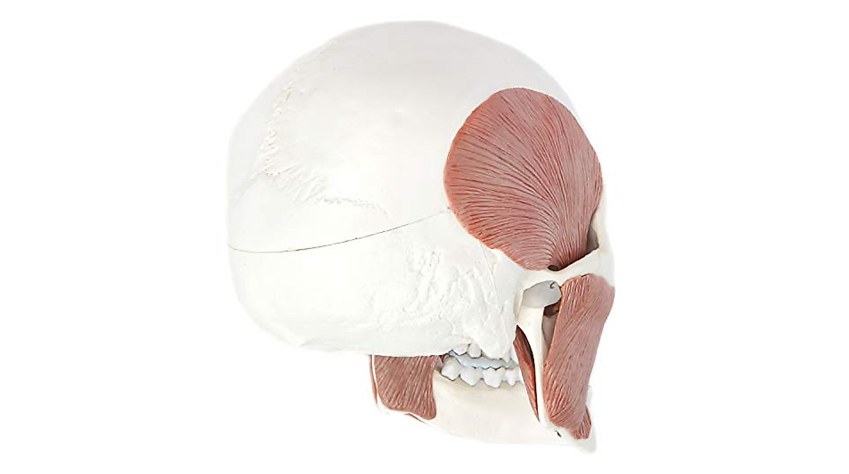 Human Skull Model with Masticatory Muscles - Life Size & Anatomically ...
