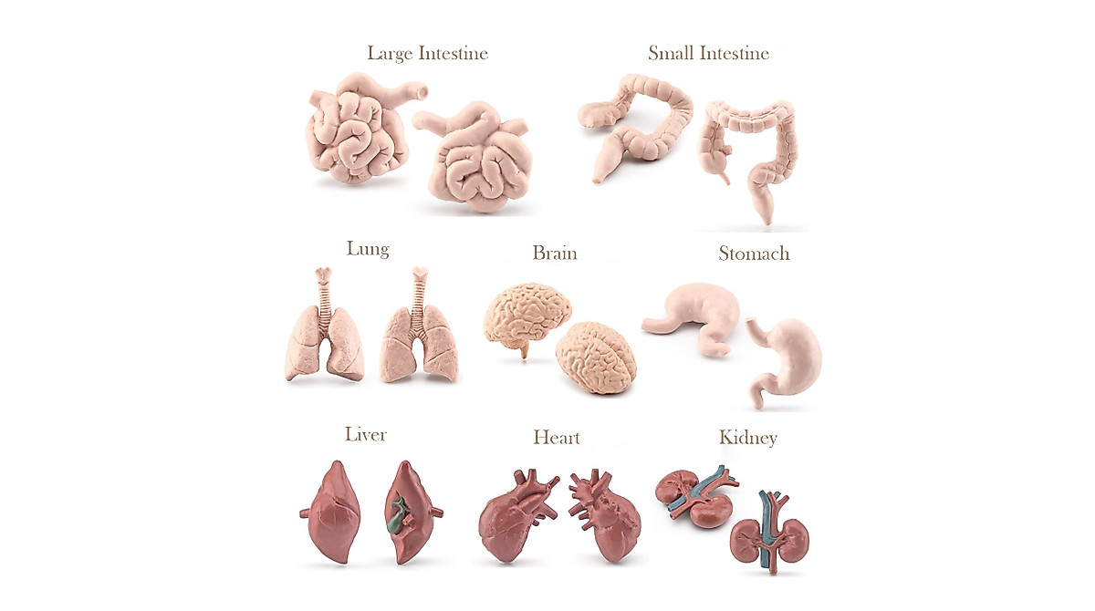 8 Pcs Human Organ Models for Learning & Decor