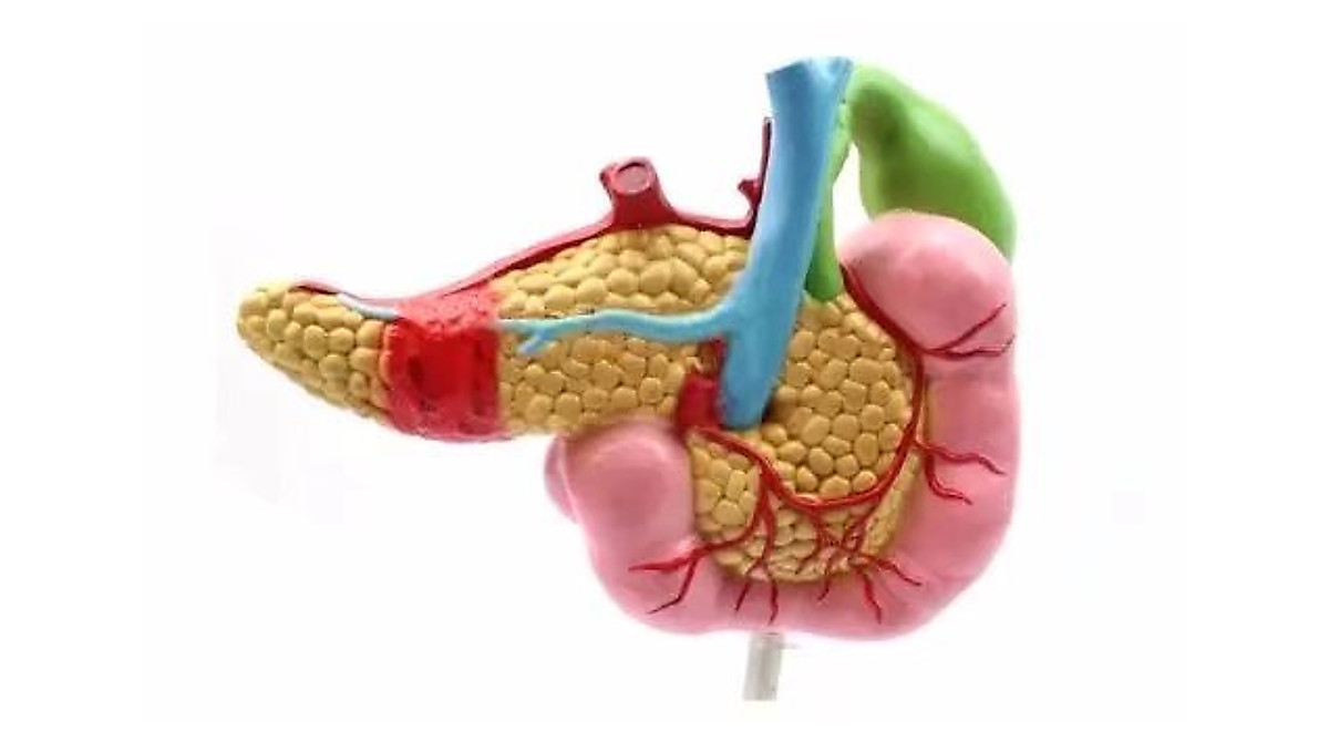 BoNew Human Duodenum Model: Anatomical Learning Tool