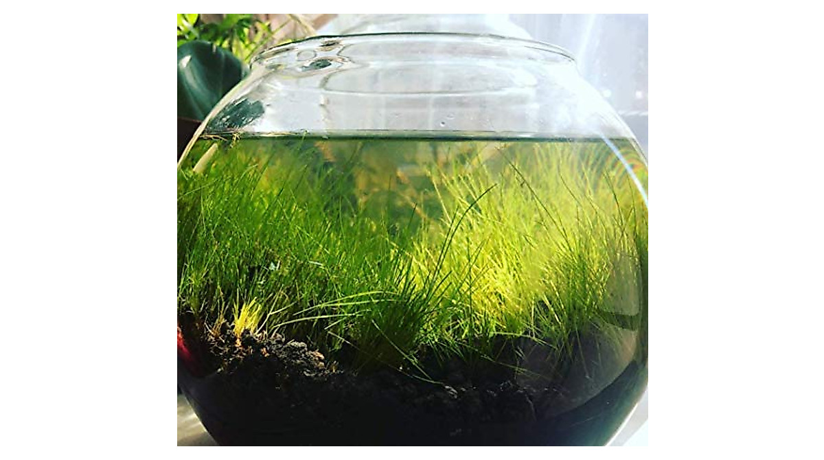 Dwarf Hairgrass Eleocharis Mini - Easy Live Aquarium Plant