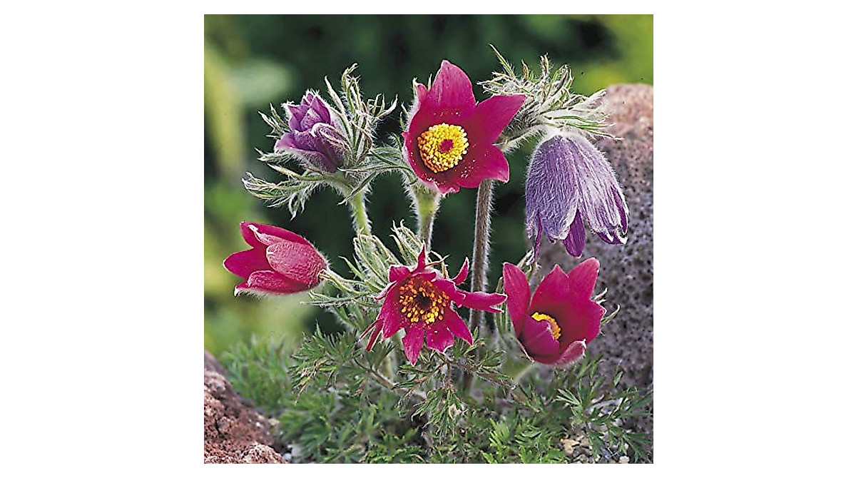 Plant Vibrant Red Pasque Flowers | Anemone Pulsatilla Seeds