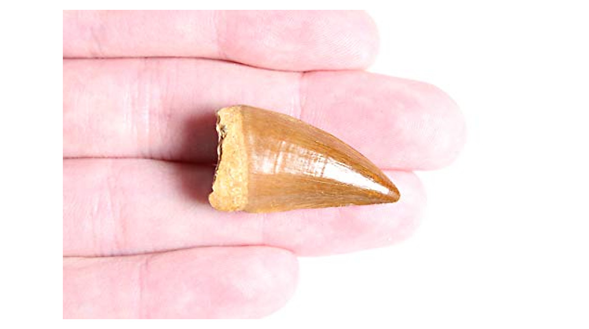 Authentic Real Mosasaurus Tooth Fossil with Certificate