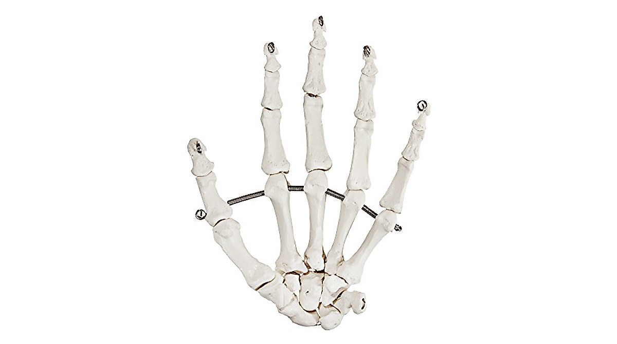 Axis Scientific Skeletal Hand | Fully Articulated Human Hand Model