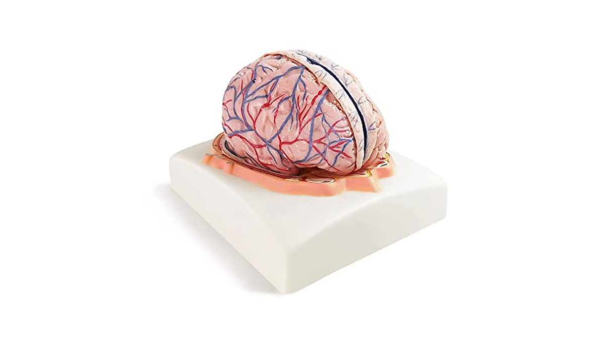 Evotech Human Brain Model with Arteries - 7 Parts Life Size Anatomy