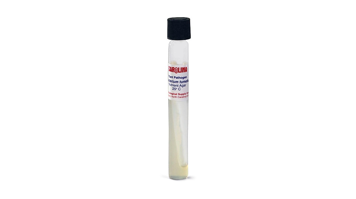 Buy Rhizobium Radiobacter - Living Culture Tube