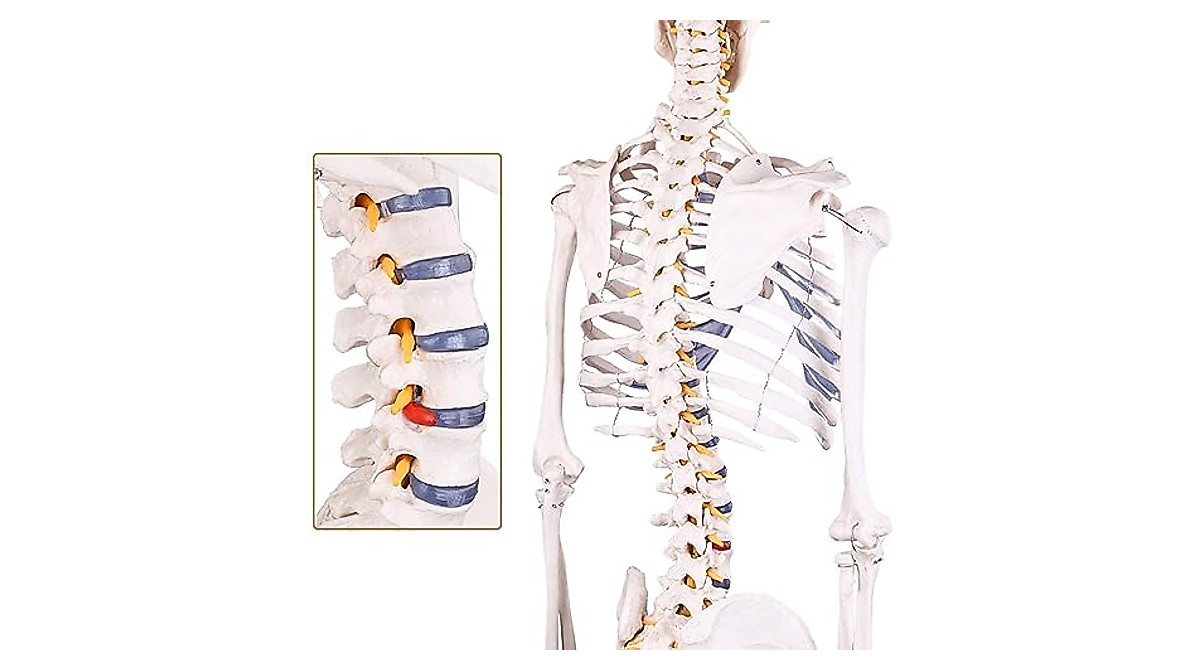 RONTEN Human Skeleton Model - Life Size Medical Anatomy Skeleton