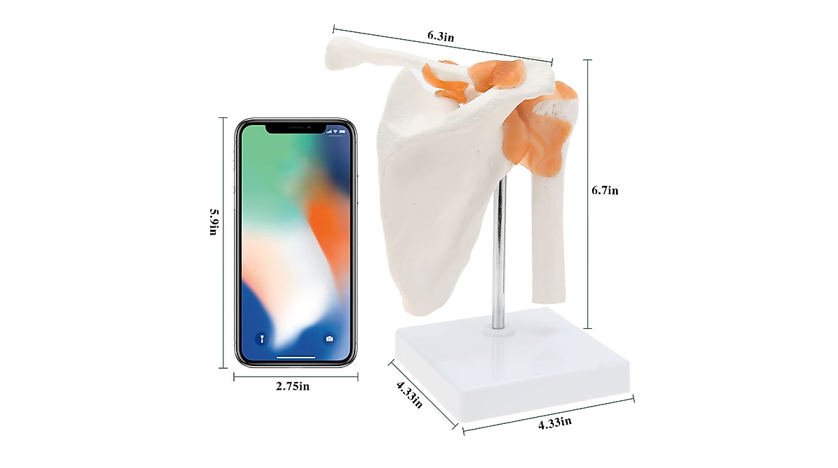 RONTEN Life-Size Shoulder Anatomy Model for Medical Teaching