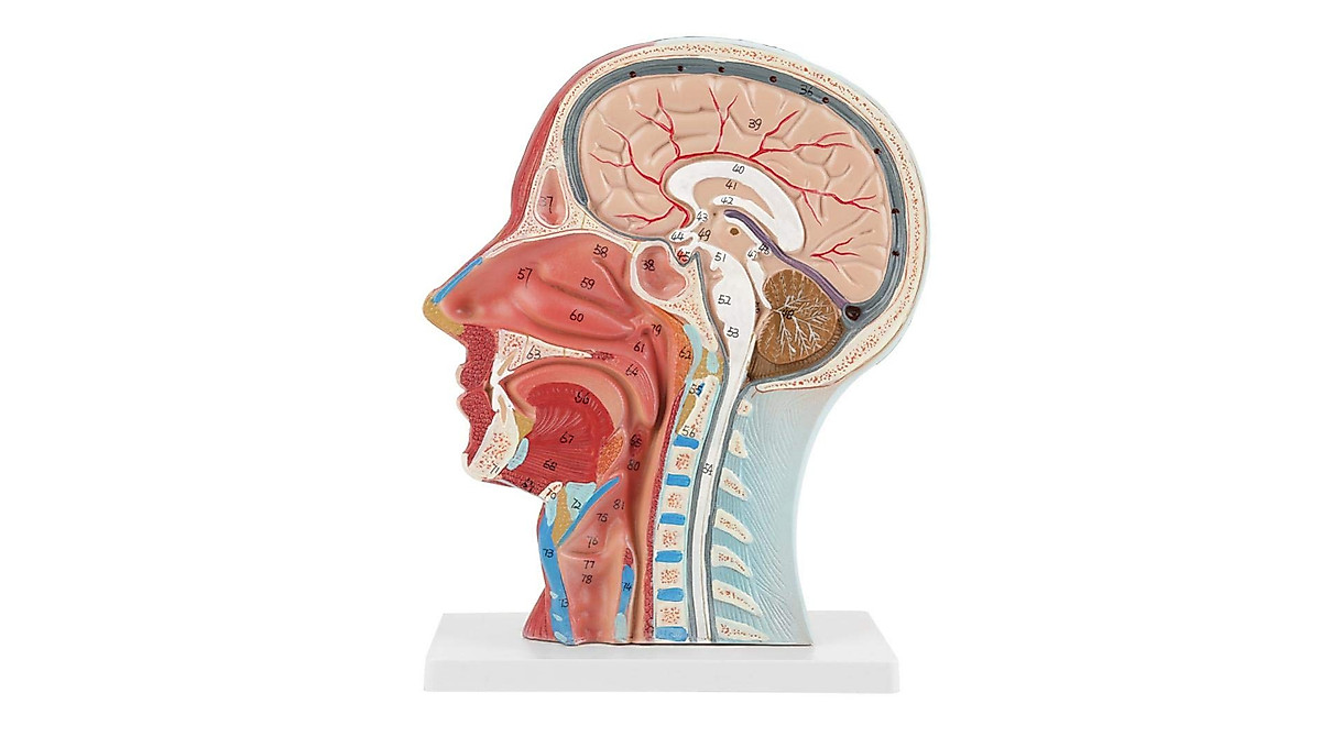Human Head Anatomy Model for Medical and Educational Use