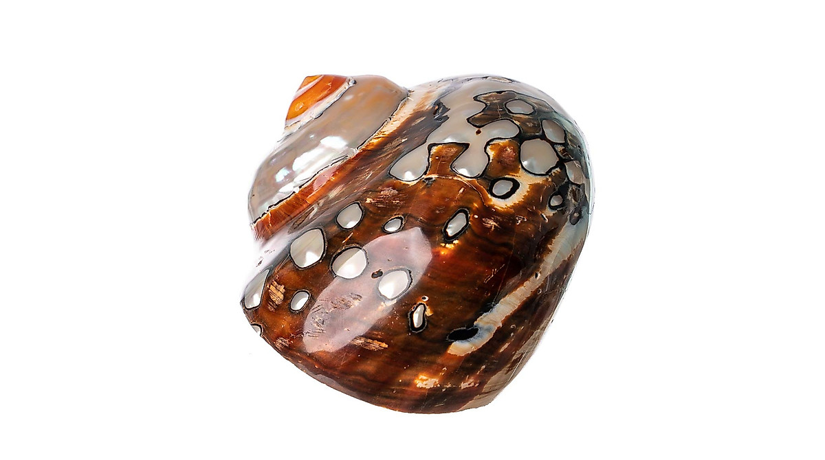 African Turbo Shells for Hermit Crabs – Nautical Décor