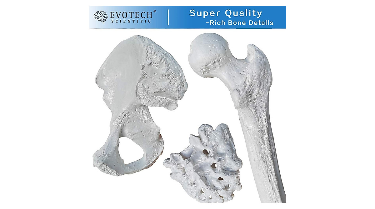 Full Size Human Skeleton Model for Medical & Educational Use