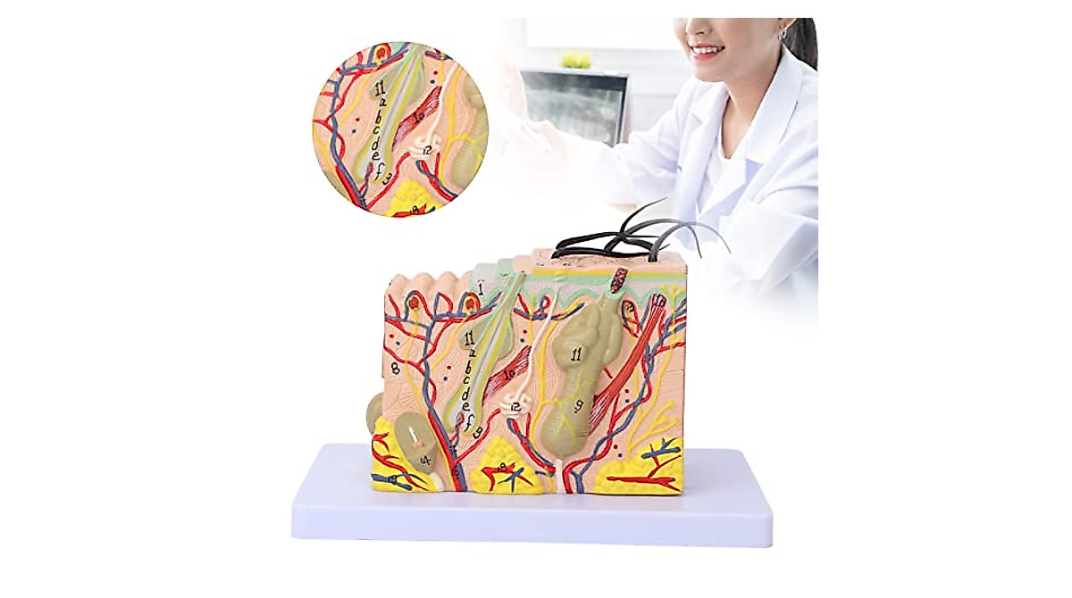 Skin Model 35X Enlarged Anatomical Skin Teaching Aid for Study and ...