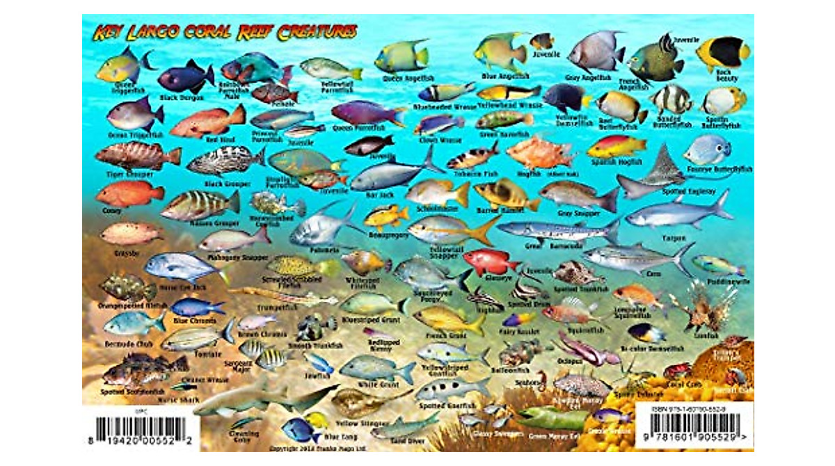 John Pennekamp Dive Map & Fish ID Waterproof Card | Marine Guide