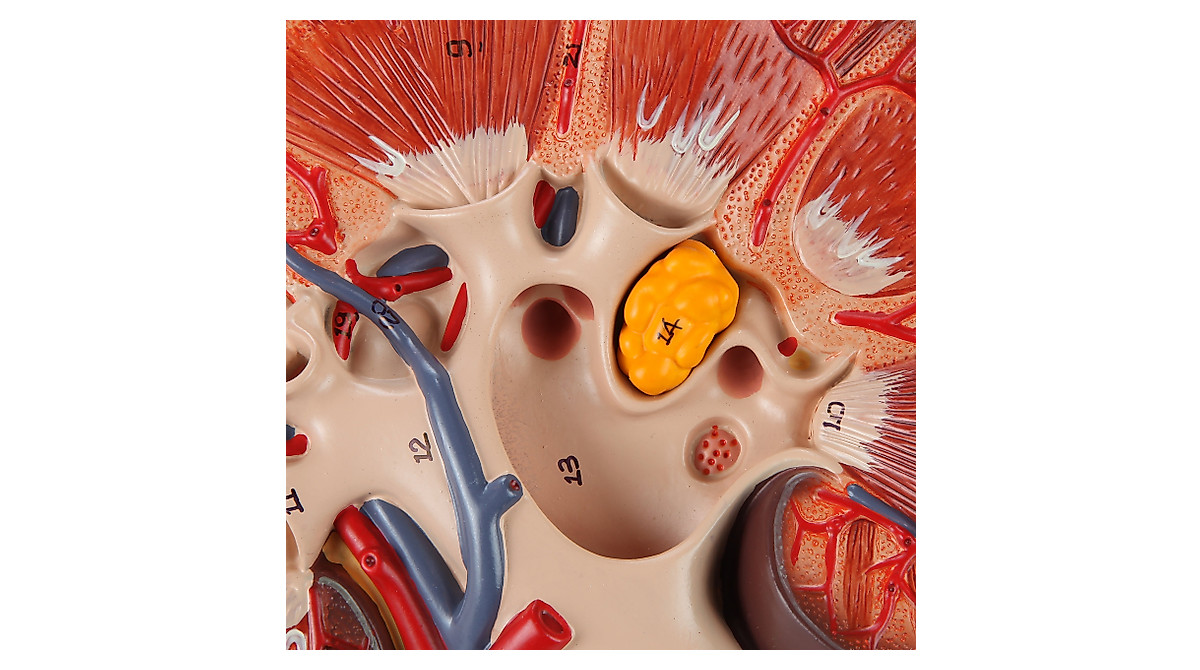 3x Life-Size Human Kidney Model with Anatomy & Manual | Axis Scientific
