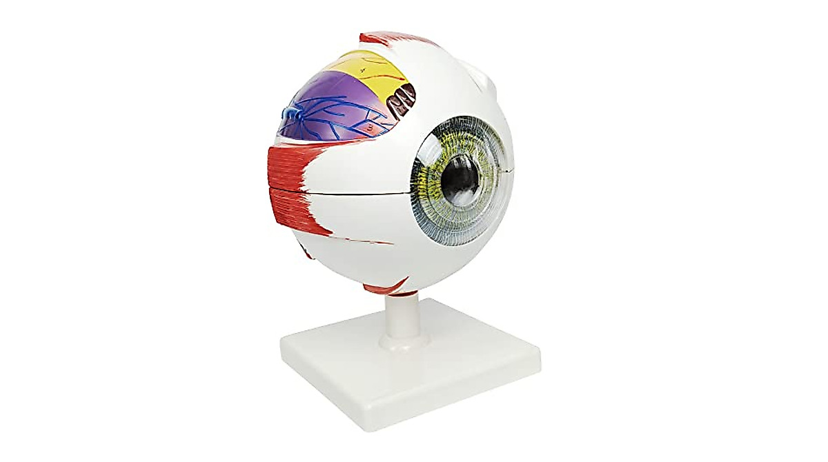 NEW HORIZON 6X Human Eye Model for Anatomy Study