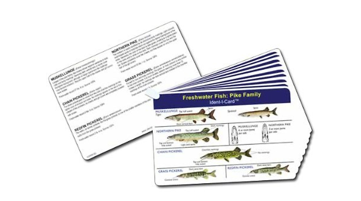Ident-I-Cards Freshwater Fish ID Cards Set of 9