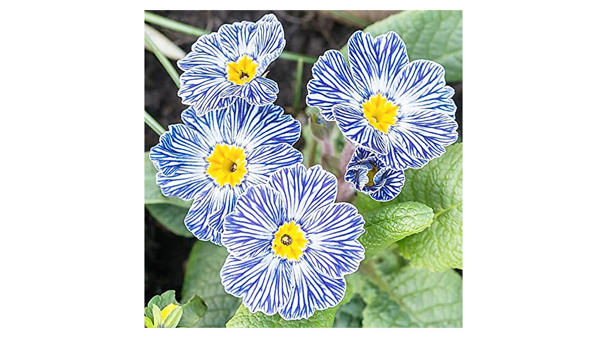 Primula Zebra Blue Seeds - Easy Care Perennial for Gardens & Containers