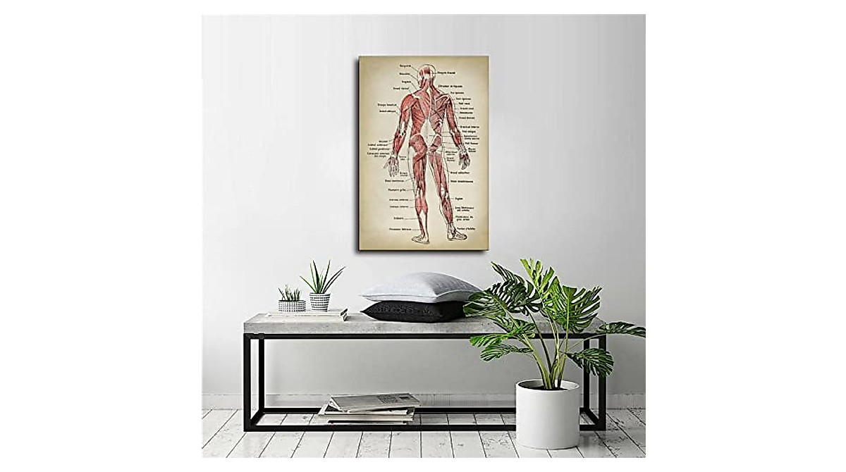 Anatomy Print - Muscular System Chart Canvas Art