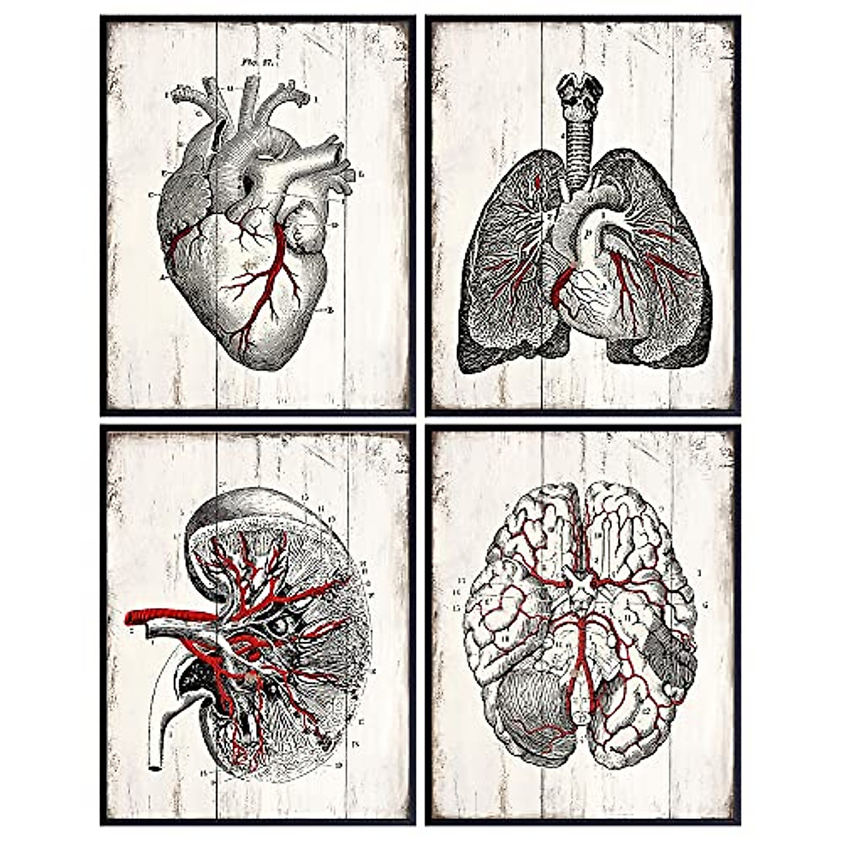 Vintage Medical Anatomy Wall Art Prints for Clinics