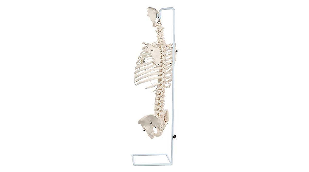 Axis Scientific Rib Cage Anatomy Model - Life Size & Detailed