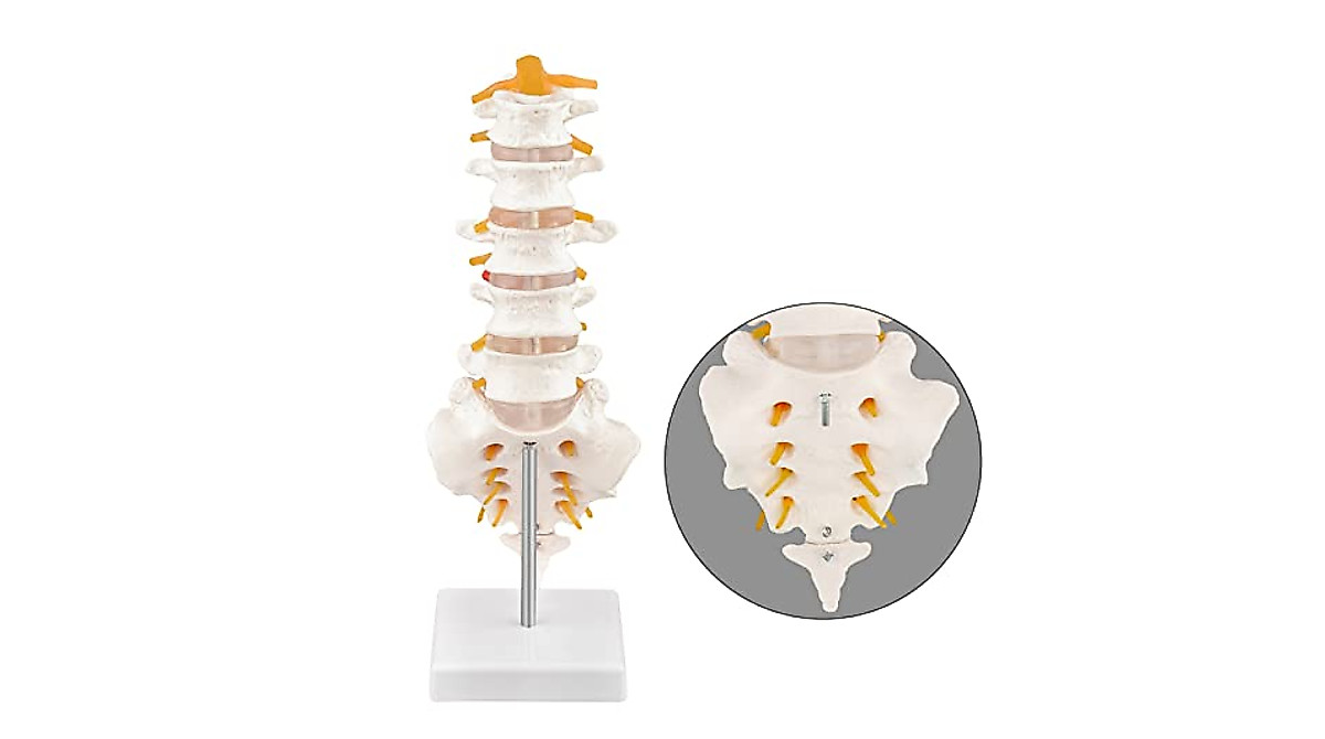 Ultrassist Human Spine Model for Medical Education