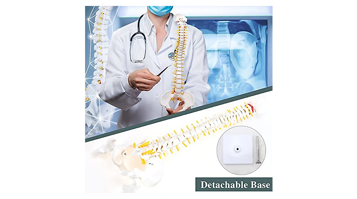 RONTEN Mini Spine Model - Ideal for Education & Display